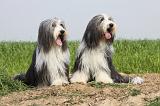 BEARDED COLLIE 120